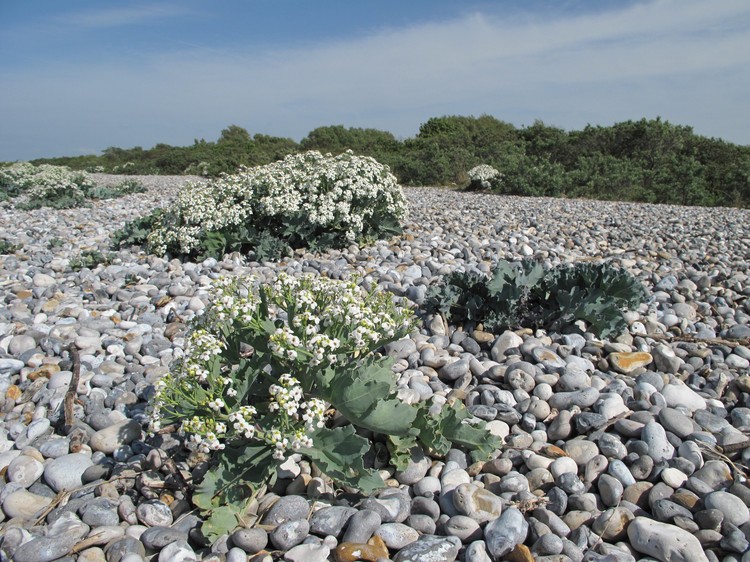 Crambe maritima